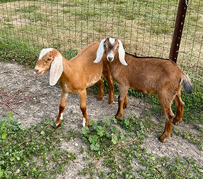Christ Orchard Turkeys